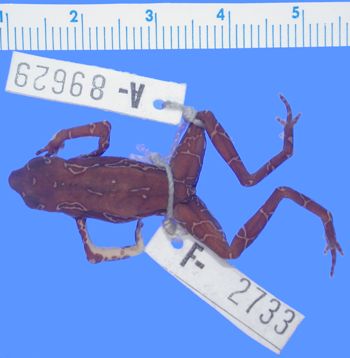 Media type: image; Herpetology A-89629